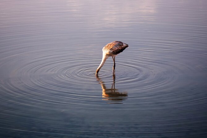 5-Days Discovering Birds of Portugal and Spain With Guide - Explore Seville