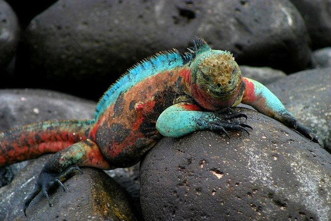 5 Days Galapagos Tour: Santa Cruz and Isabela Islands - Included Amenities