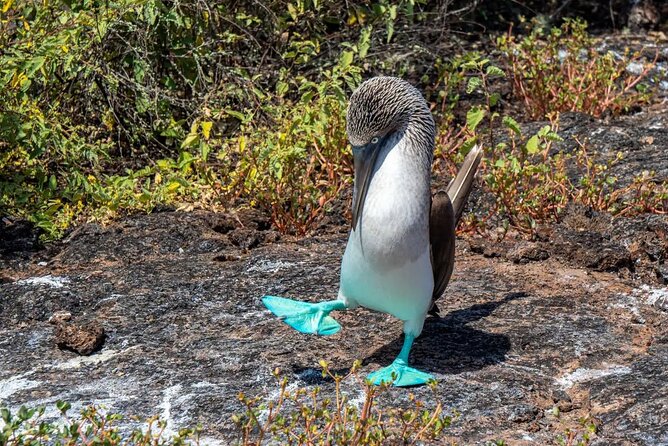 5 Days Galapagos Wildlife Discovery - Hiking Rábida Island