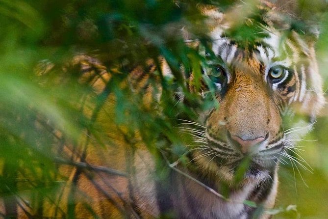 5 Days Golden Triangle Tour and Ranthambore Wildlife Safari - Discovering the Grandeur of Agra