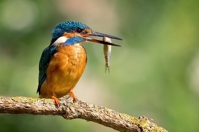 5 Days Golden Triangle Tour With Bird Watching{Delhi Agra Jaipur Bharatpur Tour} - Itinerary Highlights
