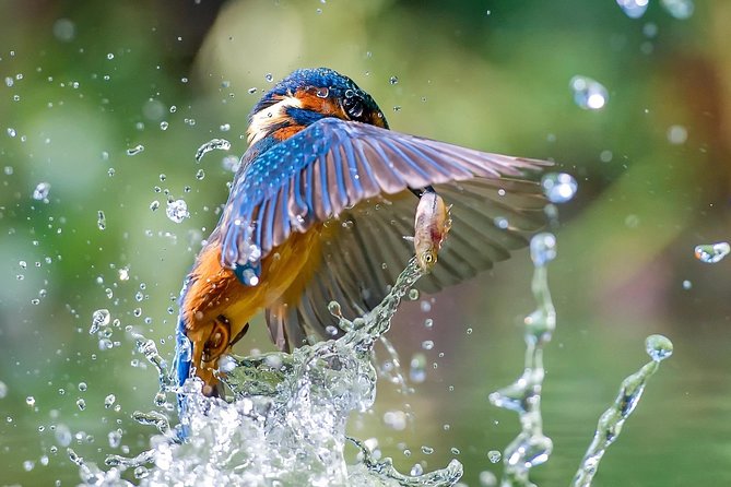 5 Days Golden Triangle Tour With Bird Watching{Delhi Agra Jaipur Bharatpur Tour} - Contact Information