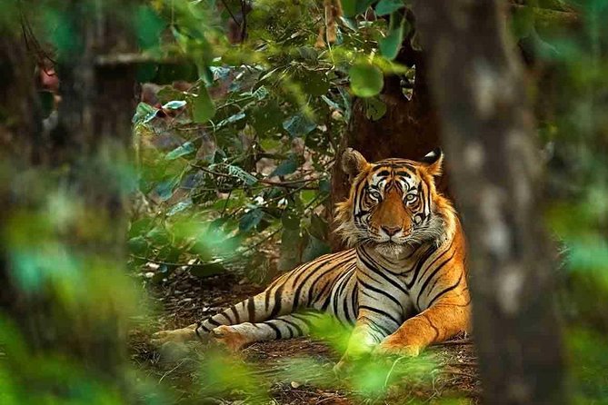 5 Days Golden Triangle Tour With Ranthambore Tiger Safari - Traveler Reviews and Ratings