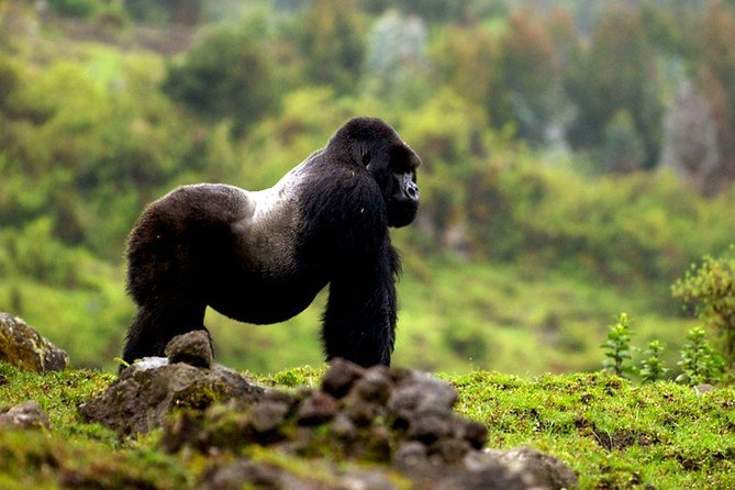 5 Days Gorilla & Wildlife Safari in Uganda - Health and Fitness Requirements