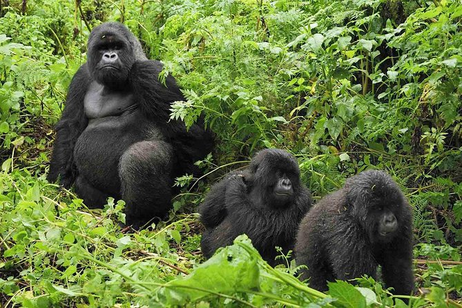 5 Days Gorilla & Wildlife Safari in Uganda - Booking Details