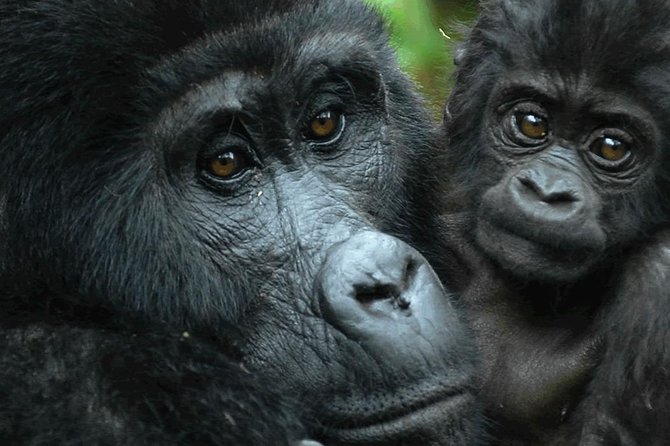 5 Days Gorilla & Wildlife Safari in Uganda - Gorilla Tracking Experience