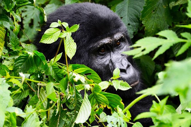 5 Days Gorilla & Wildlife Safari in Uganda - Wildlife Viewing Opportunities