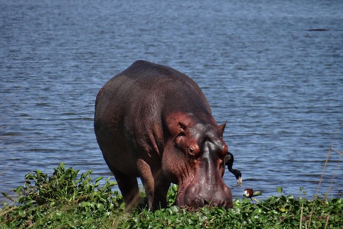 5 Days Gorillas and Chimpanzee Tracking - Included Activities