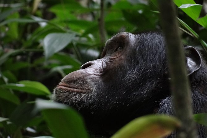 5 Days Gorillas and Chimpanzee Tracking - Preparation Tips