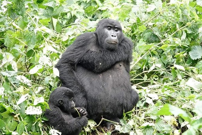 5 Days Gorillas and Chimpanzee Tracking - Reviews and Ratings
