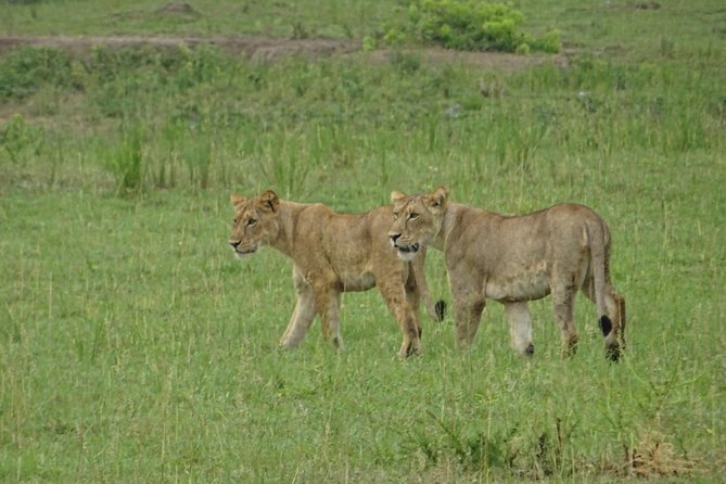 5 Days Gorillas and Lion Tour in Uganda - Inclusions and Exclusions