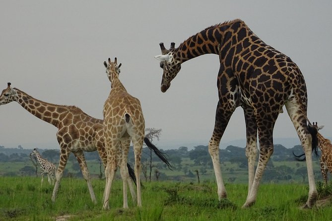 5 Days Gorillas and Lion Tour in Uganda - Health Considerations