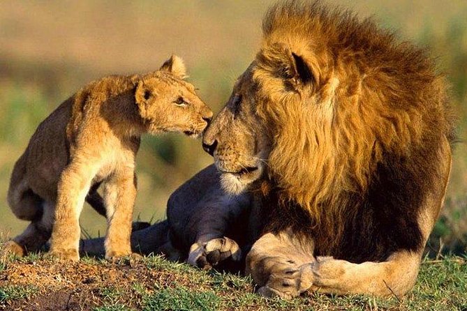 5 Days Hells Gate, L. Naivasha, L. Nakuru & Masai Mara Luxury Safari - Inclusions and Pricing Details