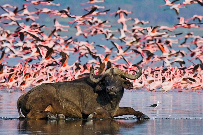 5 Days Hells Gate, L. Naivasha, L. Nakuru & Masai Mara Luxury Safari - Cancellation Policy and Booking Process