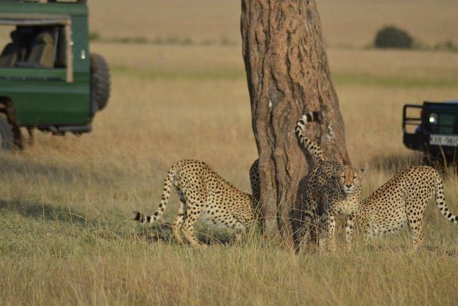 5 Days Highlights of Kenya - Key Points