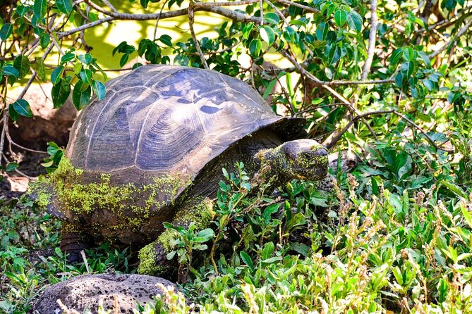 5 Days Isabela and Santa Cruz Island Hopping - Inclusions and Exclusions