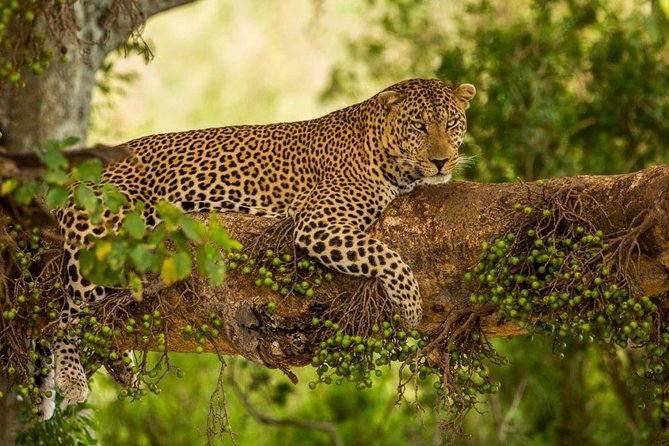 5 Days Kenya Masai Mara and Lake Nakuru Private Tour - Transportation Details