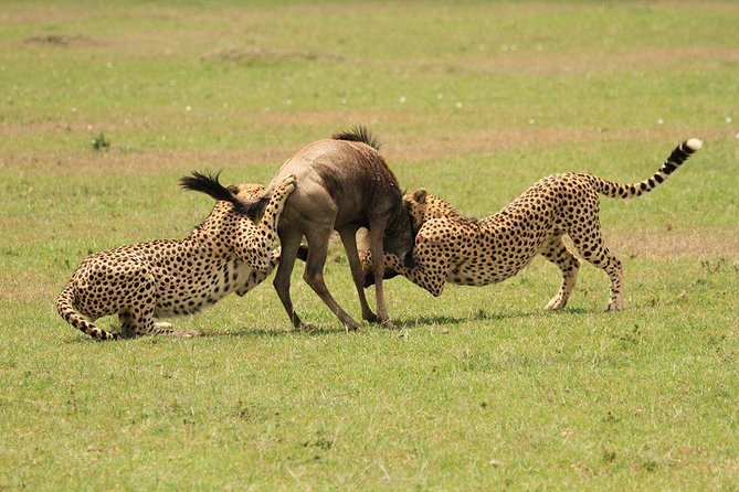 5 Days Kenya Masai Mara and Lake Nakuru Private Tour - Booking Information