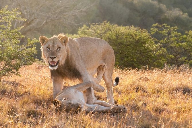 5 Days Kenya Masai Mara and Lake Nakuru Private Tour - Highlights and Experiences