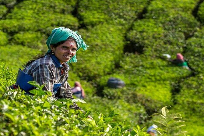 5 Days Kerala Tour with Private Car Houseboat Munnar and Thekkady - Who Is This Tour Perfect For?