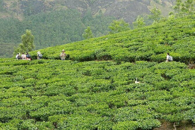 5 Days Kerala Tour with Private Car Houseboat Munnar and Thekkady - Final Thoughts
