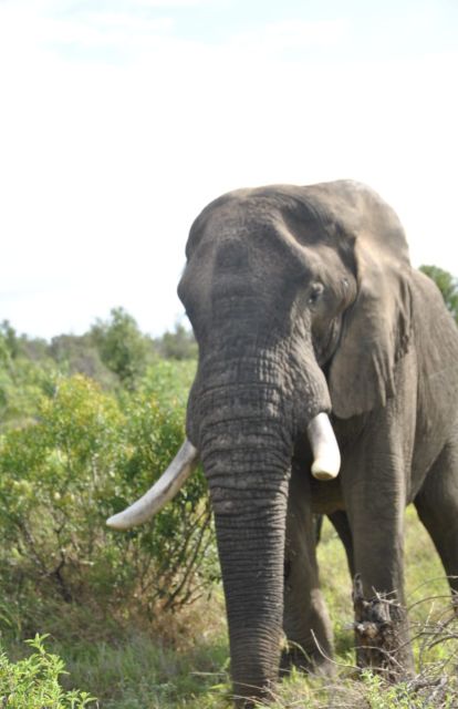 5 Days-Kruger Park and Panorama Route Tour From Johannesburg - Key Points
