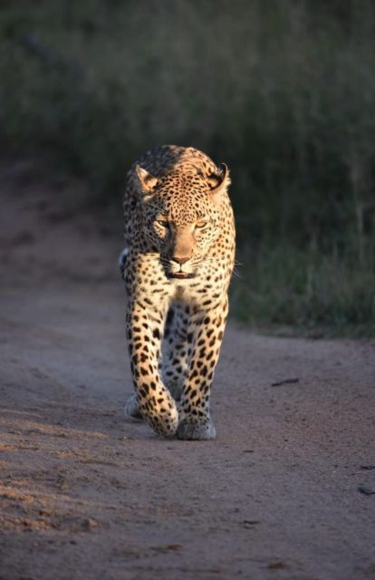 5 Days-Kruger Park and Panorama Route Tour From Johannesburg - Kruger Park Experiences