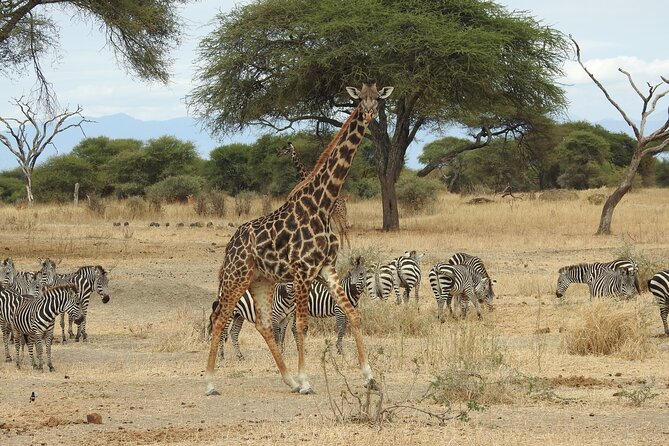 5-Days Lake Manyara, Serengeti, Ngorongoro Crater and Tarangire - Traveler Information