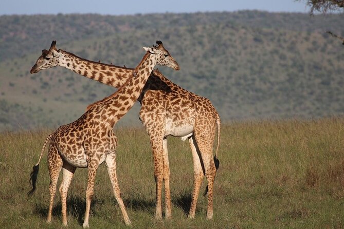 5 Days Lake Naivasha, Lake Nakuru, & Masai Mara - Park Entrance Fees Covered