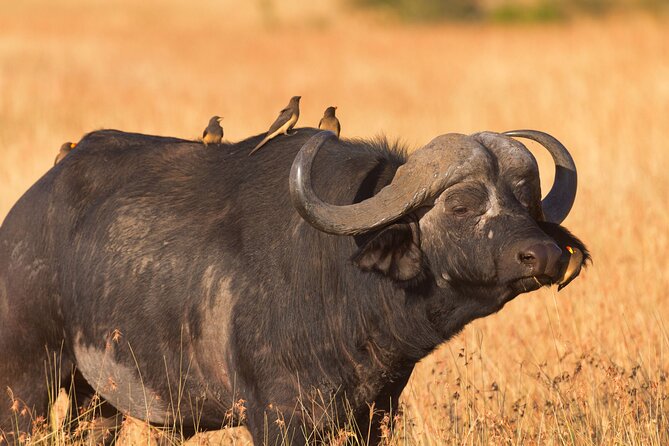5 Days Lodge Luxury: A Taste of Tanzania Safari - Pickup Information