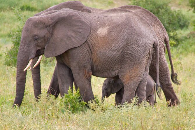 5 Days Lodge Luxury: A Taste of Tanzania Safari - Tour Accessibility and Recommendations