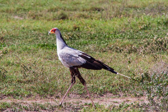 5 Days Lodge Luxury: A Taste of Tanzania Safari - Highlights of the Safari