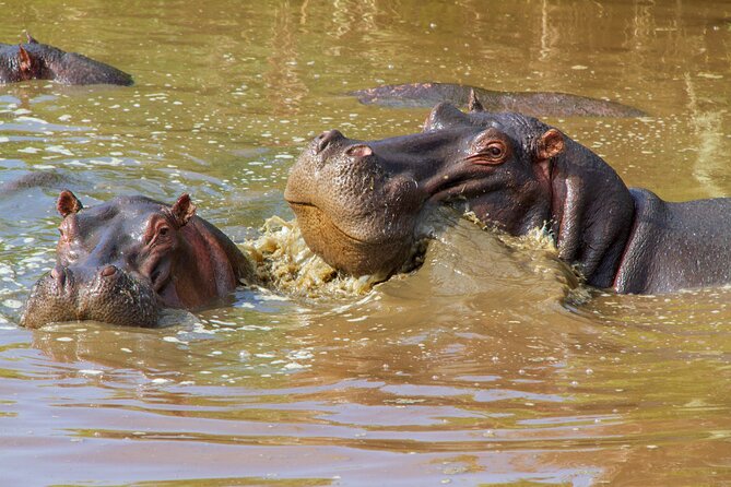 5 Days Lodge Luxury: A Taste of Tanzania Safari - Accommodation and Amenities