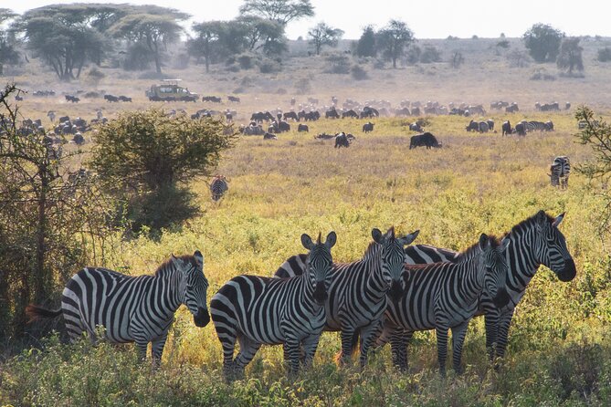 5 Days Lodge Luxury: A Taste of Tanzania Safari - Frequently Asked Questions