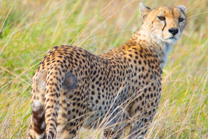 5 Days Lodge Safari. - Wildlife Viewing