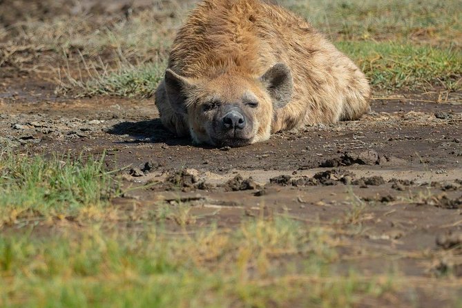 5 Days Luxury Lodge Safari Tour Tanzania - Diverse Wildlife and Breathtaking Landscapes