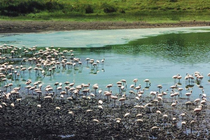 5 Days Luxury Lodge Safari Tour Tanzania - Customizable Itinerary for Memorable Experiences