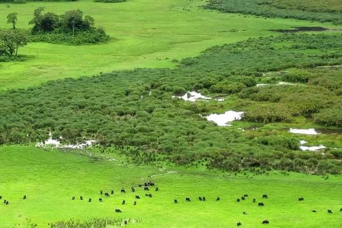 5 Days Luxury Lodge Safari Tour Tanzania - Capturing Unforgettable Moments on Safari
