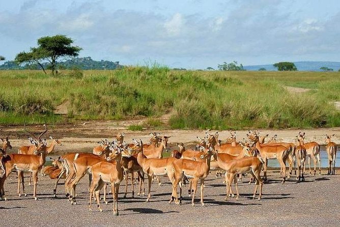 5 Days Luxury Lodge Safari Tour Tanzania - Taste of Tanzanian Culinary Delights