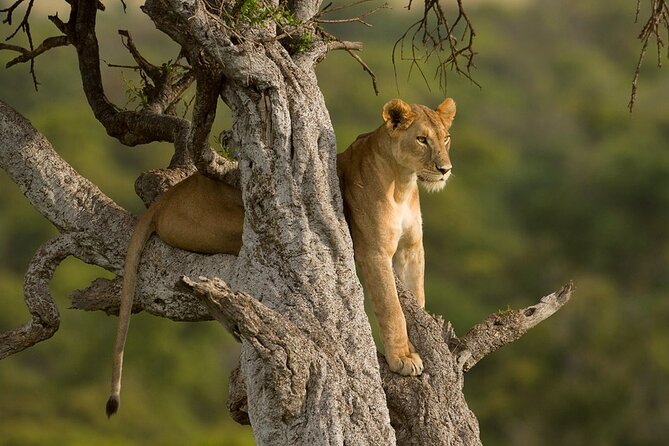 5 Days Magical Kenya Safari Private Tour - Included Amenities