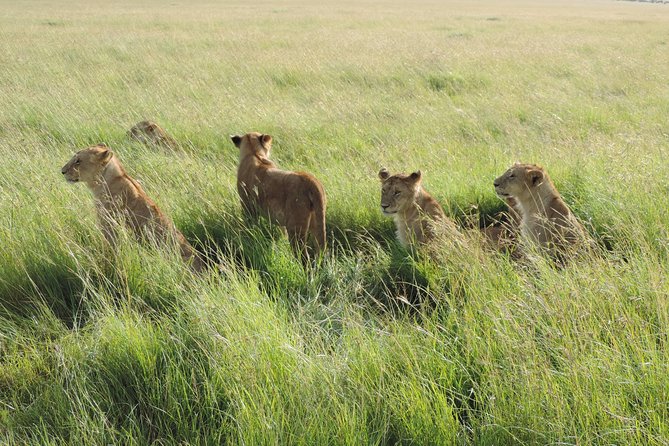 5 Days Masai Mara-Lake Nakuru & Lake Naivasha Hells Gate Safari - Traveler Capacity and Accessibility