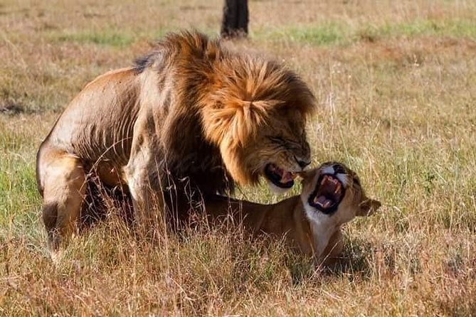 5 Days Masai Mara-Lake Nakuru & Lake Naivasha Hells Gate Safari - Additional Details