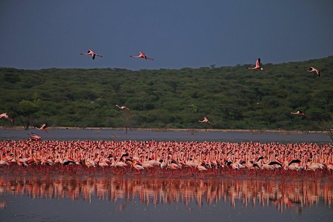 5 Days Masai Mara & Lake Nakuru Mid Range Private Safari - Included Activities