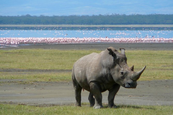 5 Days Masai Mara & Lake Nakuru Mid Range Private Safari - Pickup and Start Time