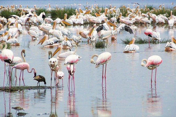 5 Days Masai Mara & Lake Nakuru Mid Range Private Safari - Accessibility and Participation
