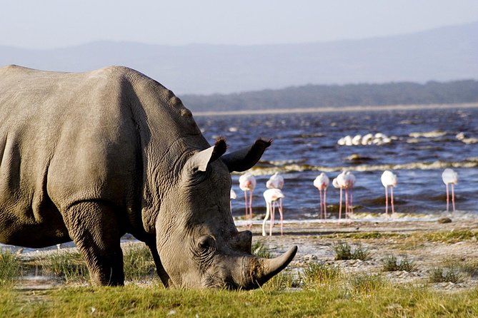 5 Days Masai Mara & Lake Nakuru Mid Range Private Safari - Reviews and Ratings