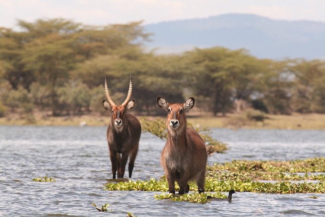 5 Days Masai Mara & Lake Nakuru Mid Range Private Safari - Itinerary Day 1
