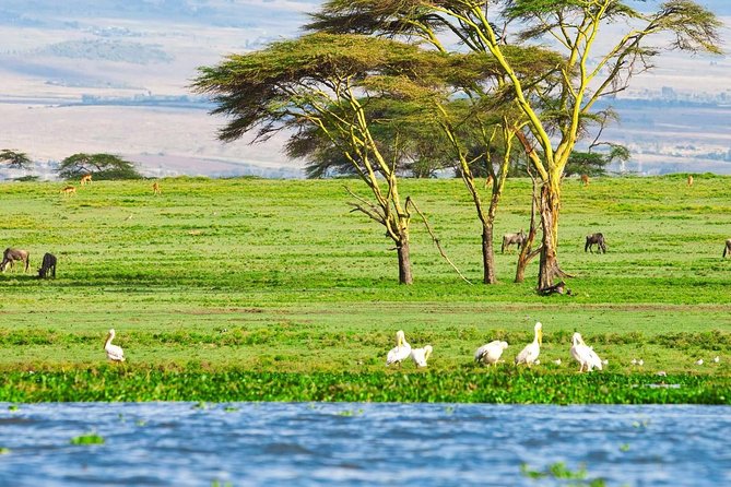 5 Days Masai Mara & Lake Nakuru Mid Range Private Safari - Itinerary Day 2-5
