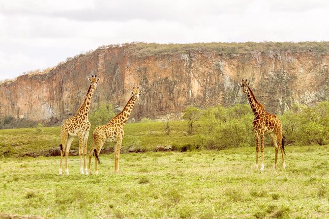 5 Days Masai Mara, Lake Nakuru & Naivasha Budget Joining Safari - Inclusions in the Package