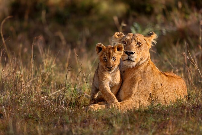 5 Days Masai Mara, Lake Nakuru & Naivasha Budget Joining Safari - Tour Itinerary and Schedule